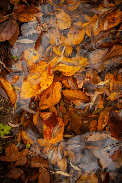 Sárga Lehullott Levelek Vízben Ősszel Parkban — Stock Fotó