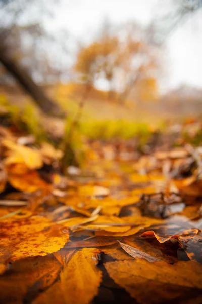 Желтые Опавшие Листья Воде Осенью Парке — стоковое фото