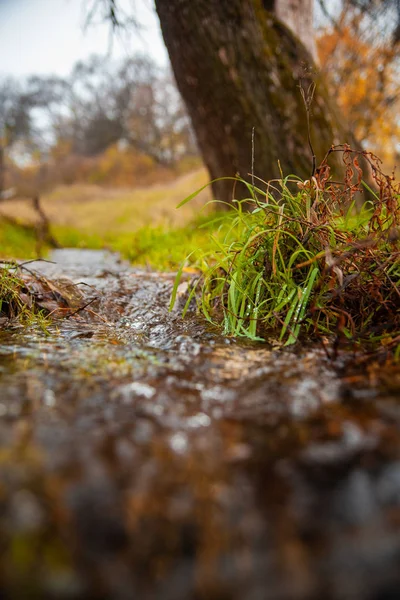 Potok Teče Mezi Zelenou Trávou Stromy Parku Podzim — Stock fotografie