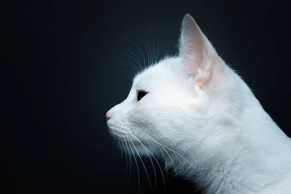 Siyah Arka Planda Sarı Gözlü Beyaz Bir Kedinin Portresi — Stok fotoğraf