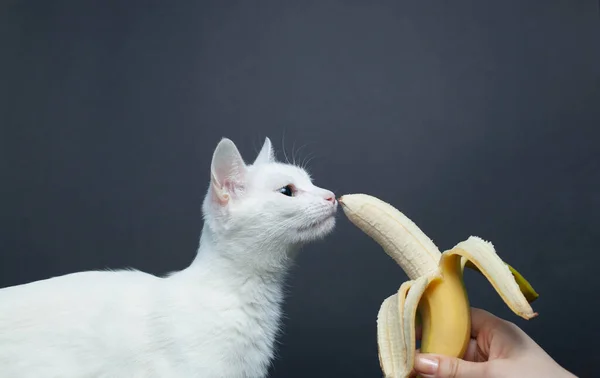 White Cat Eats Banana Black Background — Stock Photo, Image