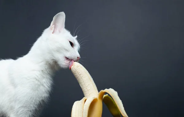 White Cat Eats Banana Black Background — Stock Photo, Image