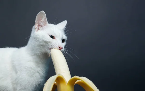 Gato Blanco Come Plátano Sobre Fondo Negro — Foto de Stock
