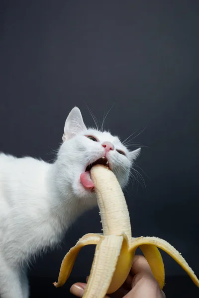 Gato Blanco Come Plátano Sobre Fondo Negro — Foto de Stock