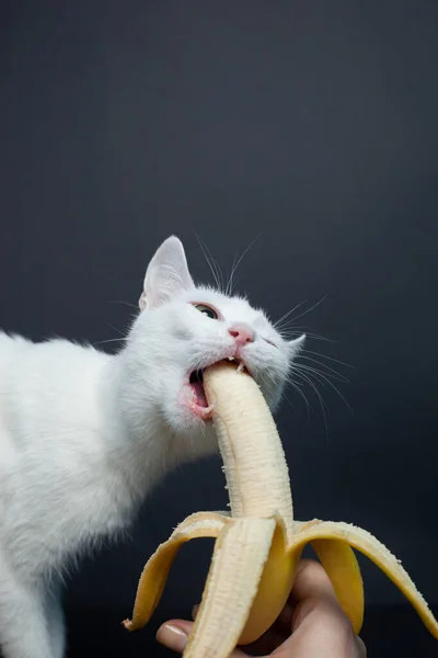 Gato Blanco Come Plátano Sobre Fondo Negro — Foto de Stock