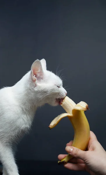 Gato Blanco Come Plátano Sobre Fondo Negro — Foto de Stock