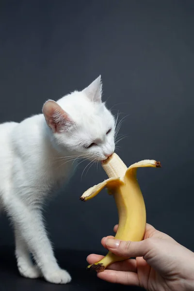 Biały Kot Zjada Banana Czarnym Tle — Zdjęcie stockowe