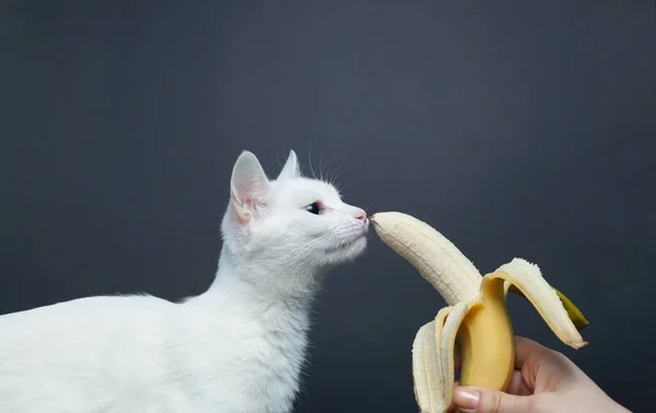Gato Branco Come Uma Banana Fundo Preto Imagens Royalty-Free