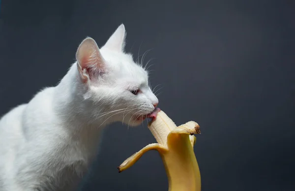 Witte Kat Eet Een Banaan Een Zwarte Achtergrond Rechtenvrije Stockfoto's