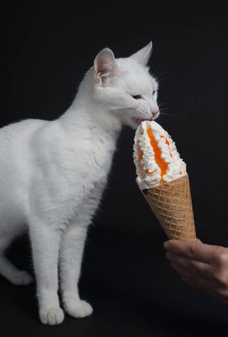 Beyaz kedi, siyah arka planda waffle 'da dondurma külahını yer.