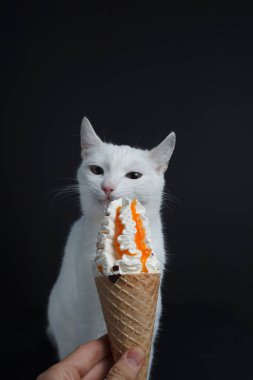 Beyaz kedi, siyah arka planda waffle 'da dondurma külahını yer.