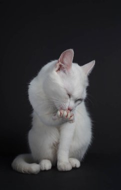 Beyaz kedi siyah arka planda yıkanır.