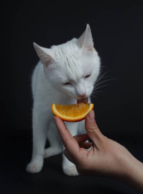 White cat eats an orange on a black background clipart