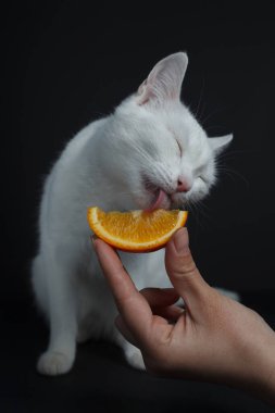 Beyaz kedi siyah arka planda bir portakal yiyor.