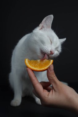 White cat eats an orange on a black background clipart