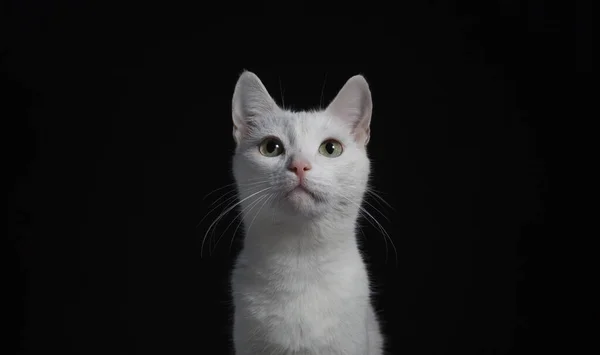 Portrait White Cat Yellow Eyes Black Background — Stock Photo, Image