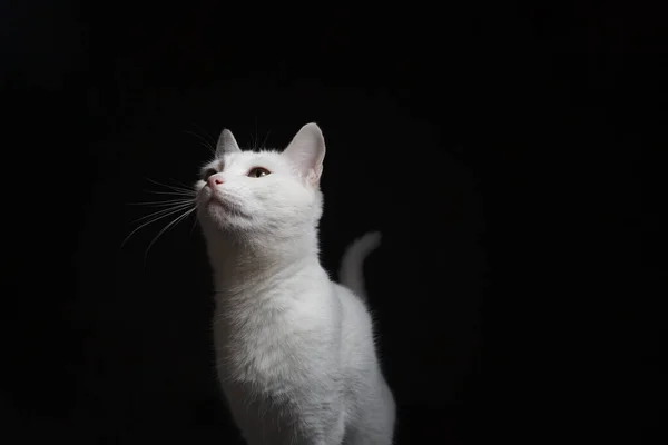 Siyah Arka Planda Sarı Gözlü Beyaz Bir Kedinin Portresi — Stok fotoğraf