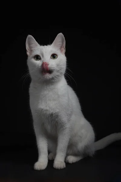 White Cat Yellow Eyes Shows Tongue Black Background — Stock Photo, Image