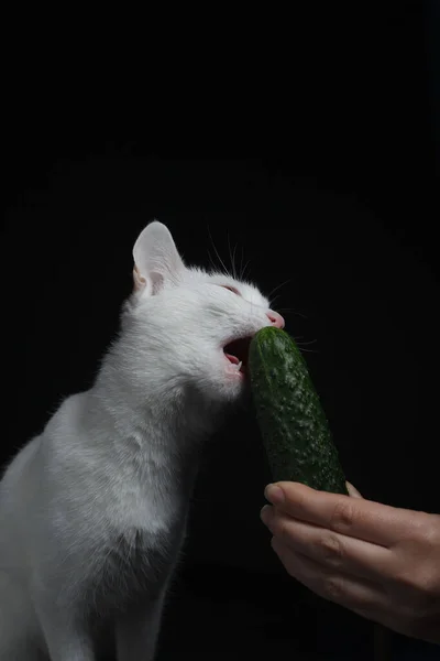 Gato Branco Morde Come Pepino Verde Que Segura Uma Mão — Fotografia de Stock