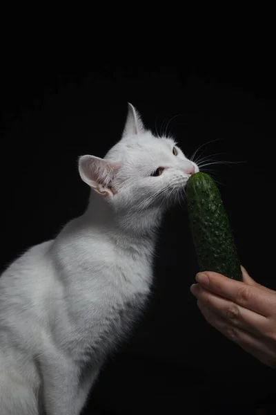 Gato Blanco Muerde Come Pepino Verde Que Sostiene Una Mano — Foto de Stock