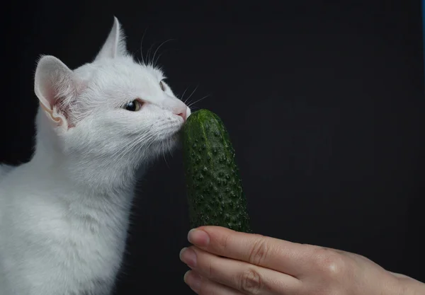 Gato Branco Morde Come Pepino Verde Que Segura Uma Mão — Fotografia de Stock