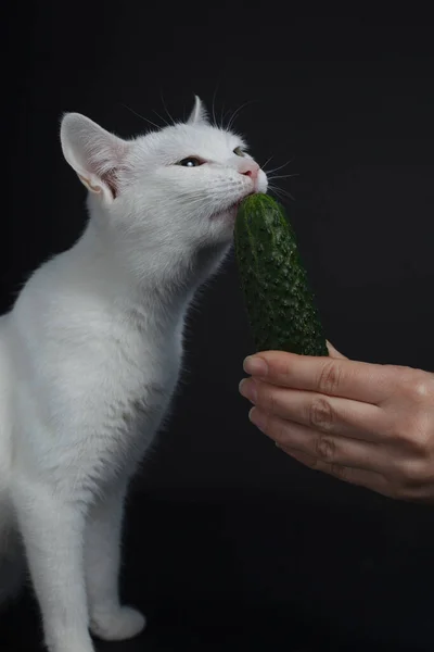 白い猫が噛み 黒の背景に人間の手を保持緑のキュウリを食べる — ストック写真