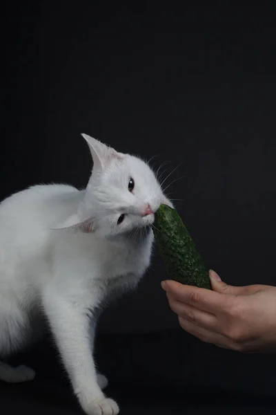 Vit Katt Biter Och Äter Grön Gurka Som Håller Mänsklig — Stockfoto