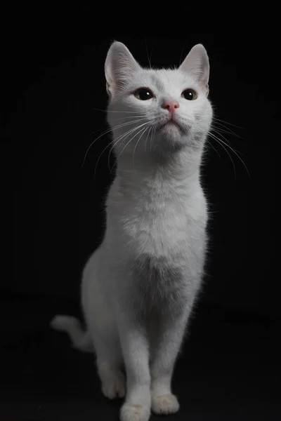 Gato Blanco Con Ojos Amarillos Sobre Fondo Negro — Foto de Stock