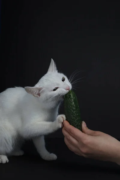 白い猫が噛み 黒の背景に人間の手を保持緑のキュウリを食べる — ストック写真