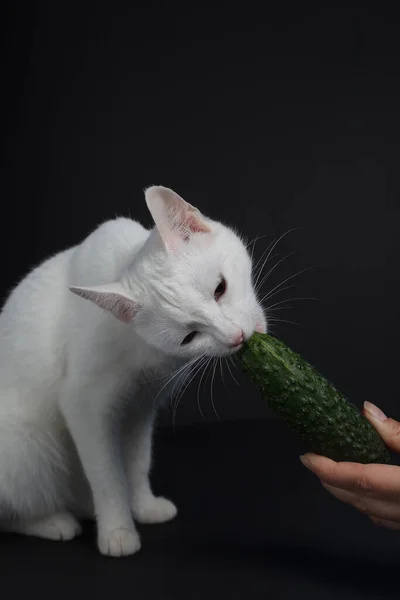 Gato Branco Morde Come Pepino Verde Que Segura Uma Mão — Fotografia de Stock