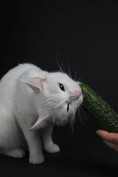 Gato Branco Morde Come Pepino Verde Que Segura Uma Mão — Fotografia de Stock
