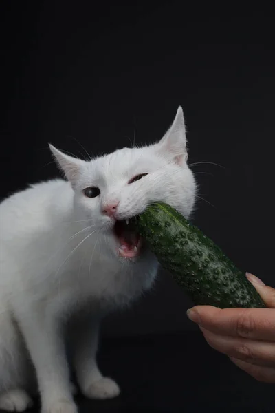 白い猫が噛み 黒の背景に人間の手を保持緑のキュウリを食べる — ストック写真