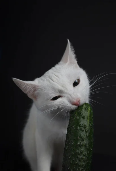 White Cat Bites Eats Green Cucumber Black Background — Stock Photo, Image