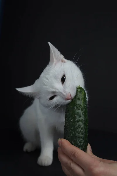 White Cat Bites Eats Green Cucumber Holds Human Hand Black — Stock Photo, Image
