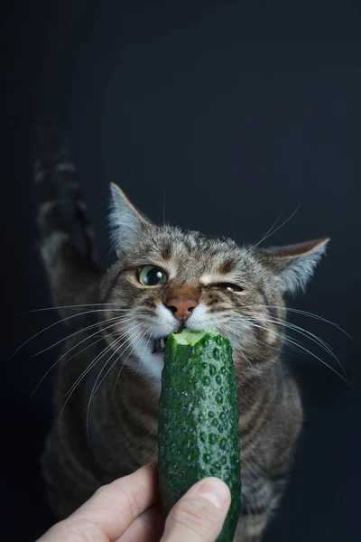Tabby Kot Zjada Świeże Ogórki Czarnym Tle — Zdjęcie stockowe