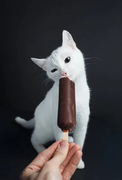 Gato Blanco Come Helado Chocolate Sobre Fondo Negro — Foto de Stock
