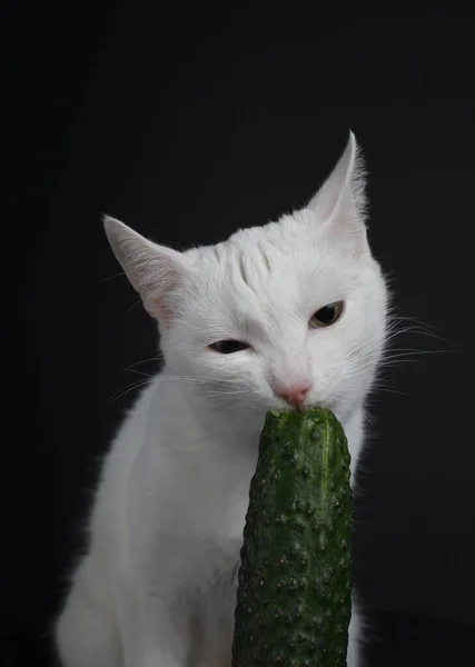 Biały Kot Gryzie Zjada Zielony Ogórek Czarnym Tle — Zdjęcie stockowe