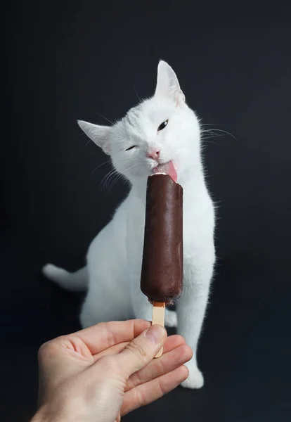 Gato Blanco Come Helado Chocolate Sobre Fondo Negro — Foto de Stock