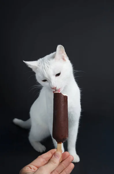 Biały Kot Lody Czekoladzie Czarnym Tle — Zdjęcie stockowe
