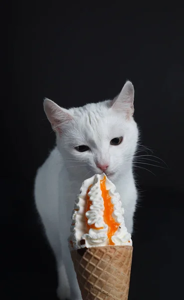 Gato Blanco Come Cono Helado Gofre Sobre Fondo Negro — Foto de Stock