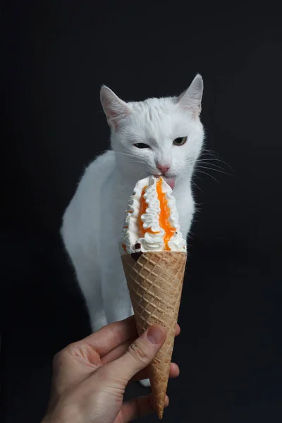 Gato Branco Come Cone Sorvete Waffle Fundo Preto — Fotografia de Stock