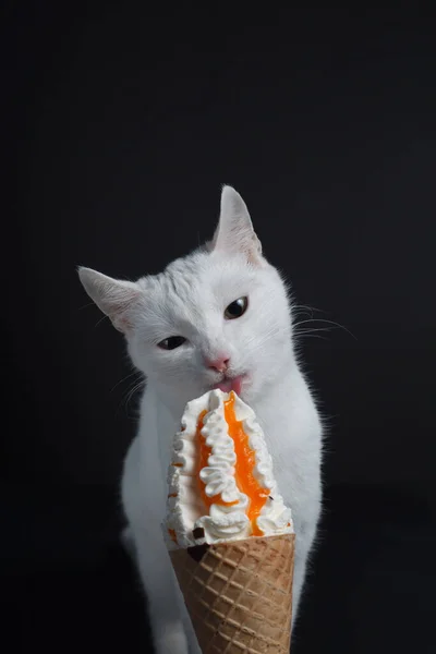Biały Kot Zjada Loda Gofrze Czarnym Tle — Zdjęcie stockowe