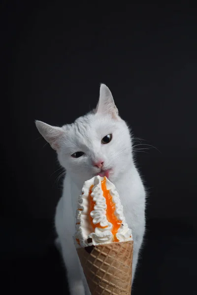 Gato Blanco Come Cono Helado Gofre Sobre Fondo Negro —  Fotos de Stock