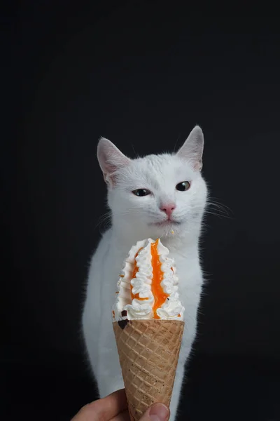 Gato Branco Come Cone Sorvete Waffle Fundo Preto — Fotografia de Stock