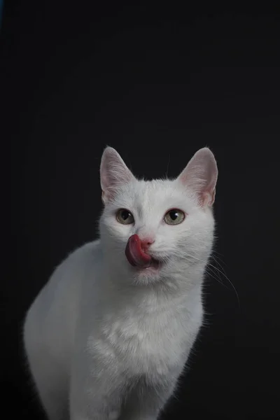 Branco Gato Lava Fundo Preto — Fotografia de Stock