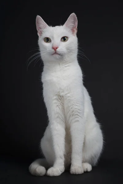 Siyah Arka Planda Sarı Gözlü Beyaz Kedi — Stok fotoğraf