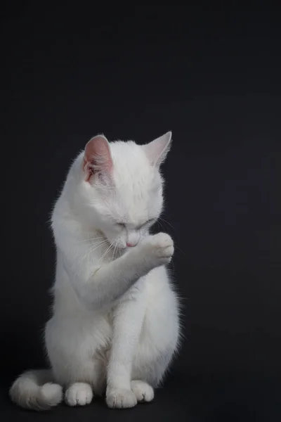 Bílá Kočka Myje Černém Pozadí — Stock fotografie