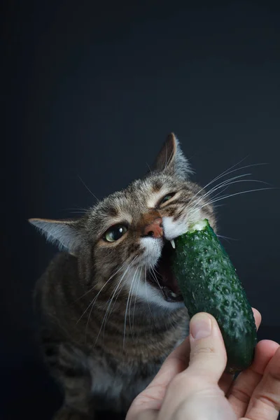 Tabby Kat Eet Een Verse Komkommer Een Zwarte Achtergrond Stockfoto