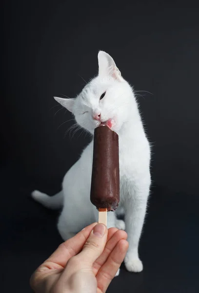 Witte Kat Eet Ijs Chocolade Een Zwarte Achtergrond Rechtenvrije Stockfoto's