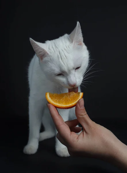 Witte Kat Eet Een Sinaasappel Een Zwarte Achtergrond Stockfoto